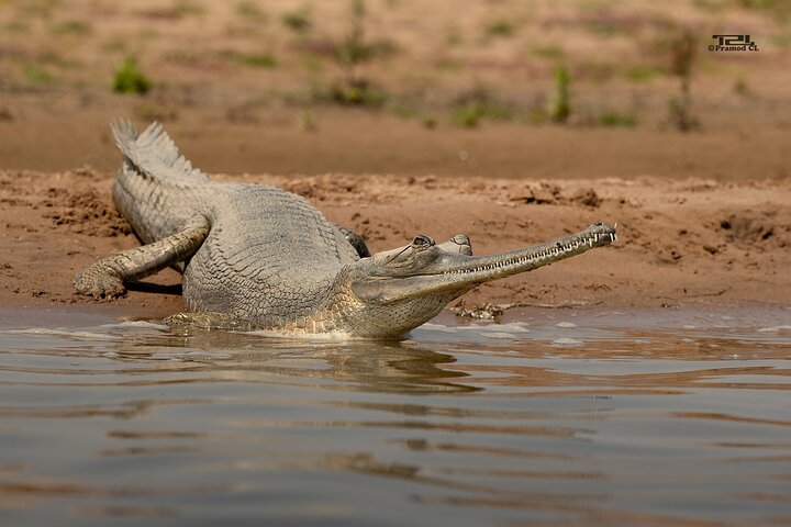 Aventure Safari Crocodiles Chambal avec Transferts à l'Hôtel