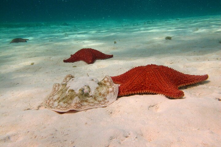 Cozumel snorkeltour: Palancar, Columbia en El Cielo Reefs