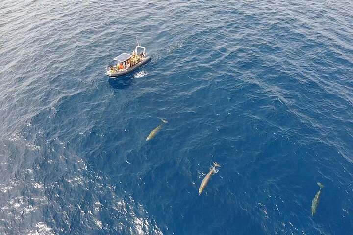 2 uur durende excursie dolfijnen en walvissen spotten + snorkelen
