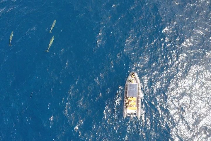 2 uur durende excursie dolfijnen en walvissen spotten + snorkelen