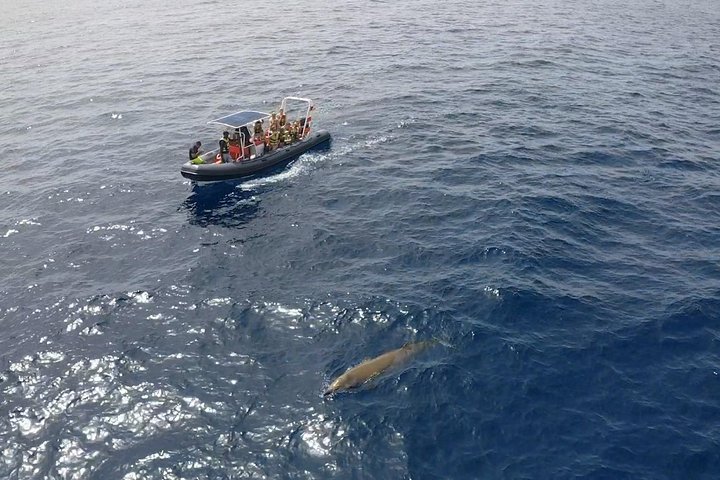 2 uur durende excursie dolfijnen en walvissen spotten + snorkelen