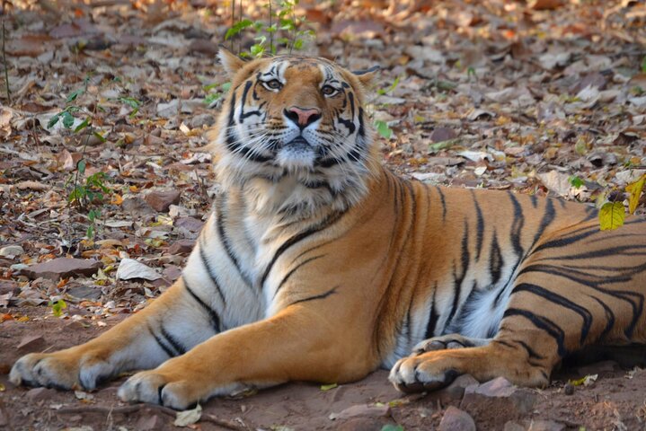 WildlifeSafari i Tadoba, Pench, Kanha og Bandhavgarh NationalPark
