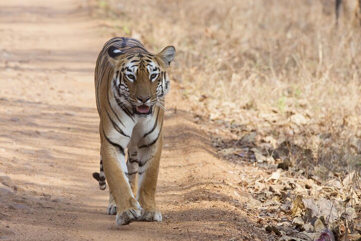 WildlifeSafari i Tadoba, Pench, Kanha og Bandhavgarh NationalPark