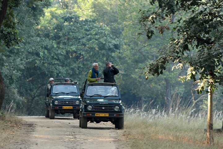 WildlifeSafari i Tadoba, Pench, Kanha og Bandhavgarh NationalPark