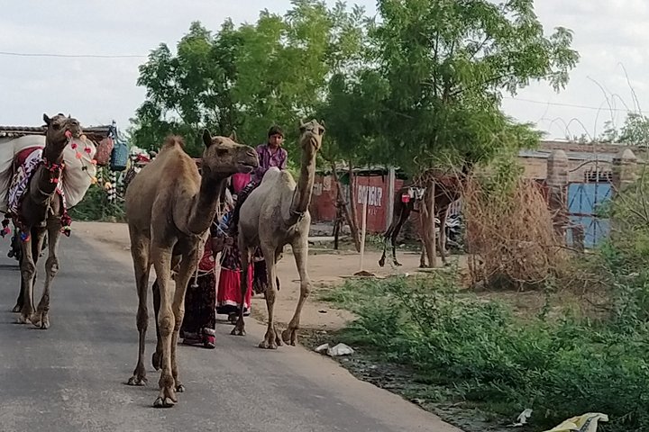 Visite privée de la ville bleue de Jodhpur avec prise en charge et retour à l'hôtel