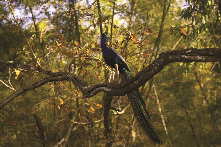 WildlifeSafari i Tadoba, Pench, Kanha og Bandhavgarh NationalPark
