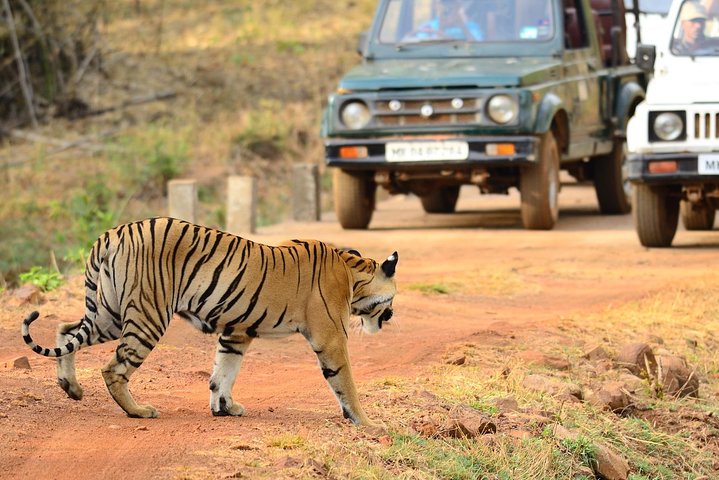 WildlifeSafari i Tadoba, Pench, Kanha og Bandhavgarh NationalPark