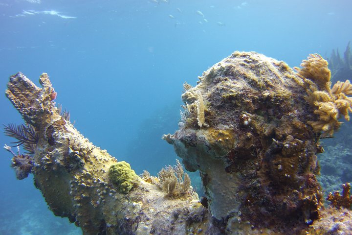 Privé snorkeltocht naar Key Largo Reef voor maximaal 12 personen - INCLUSIEF UITRUSTING!