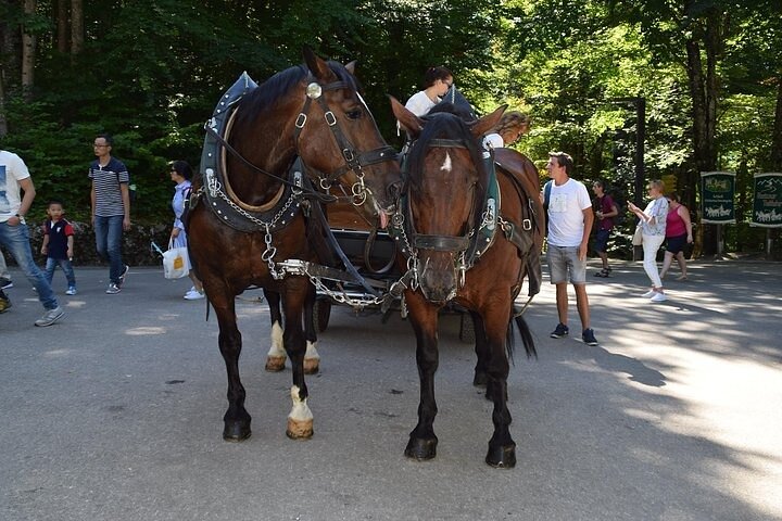 Ganztagestour zum Schloss Neuschwanstein inkl. Kutschfahrt und Führung