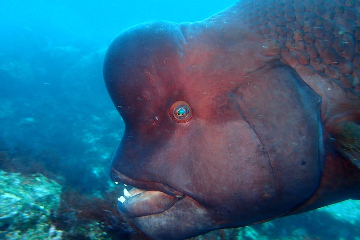 Genießen Sie das Tauchen auf der Izu-Halbinsel für das Zertifikat Diver