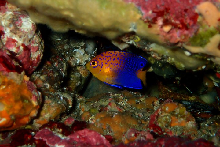 Genießen Sie das Tauchen auf der Izu-Halbinsel für das Zertifikat Diver