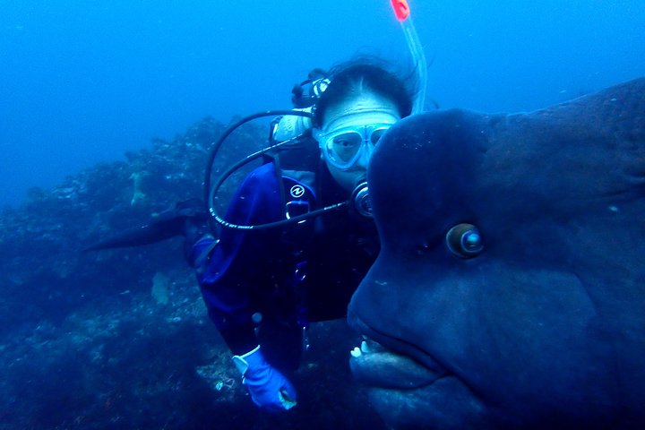 Genießen Sie das Tauchen auf der Izu-Halbinsel für das Zertifikat Diver