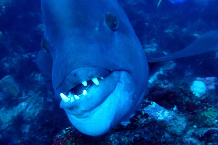 Genießen Sie das Tauchen auf der Izu-Halbinsel für das Zertifikat Diver
