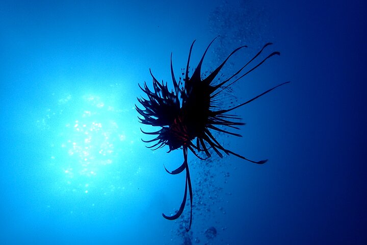 Genießen Sie das Tauchen auf der Izu-Halbinsel für das Zertifikat Diver