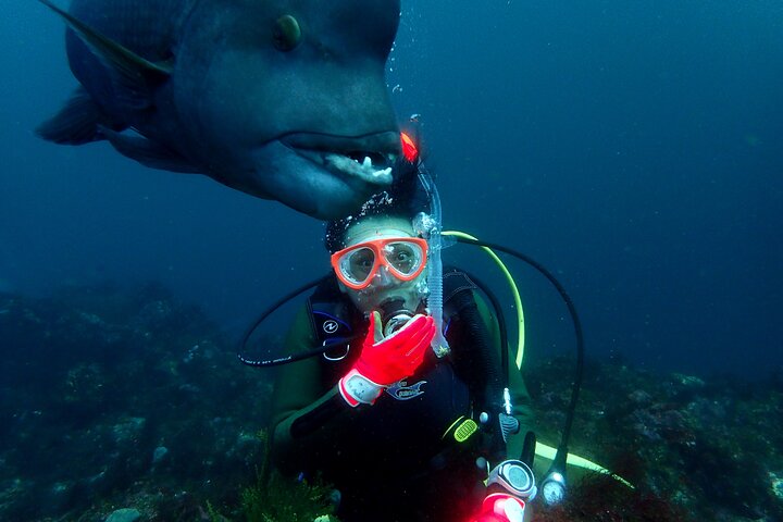 Genießen Sie das Tauchen auf der Izu-Halbinsel für das Zertifikat Diver