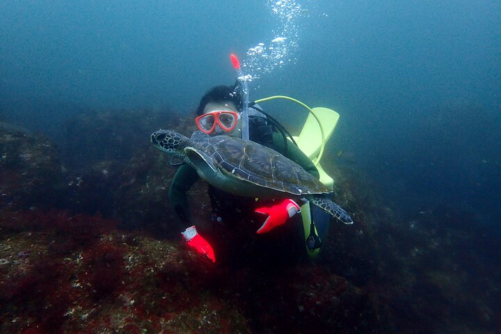 Genießen Sie das Tauchen auf der Izu-Halbinsel für das Zertifikat Diver