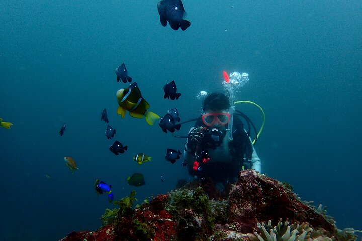 Genießen Sie das Tauchen auf der Izu-Halbinsel für das Zertifikat Diver