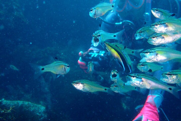 Genießen Sie das Tauchen auf der Izu-Halbinsel für das Zertifikat Diver