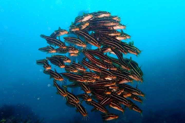 Genießen Sie das Tauchen auf der Izu-Halbinsel für das Zertifikat Diver