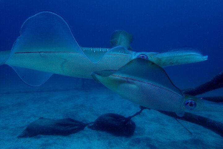 Genießen Sie das Tauchen auf der Izu-Halbinsel für das Zertifikat Diver