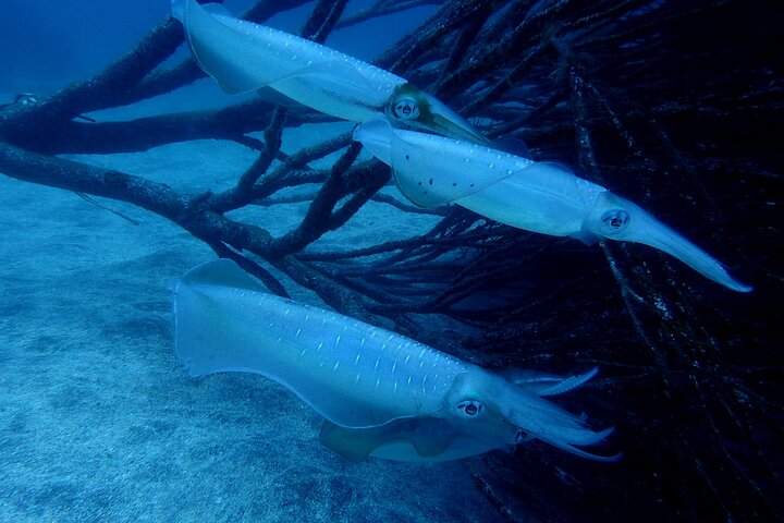 Genießen Sie das Tauchen auf der Izu-Halbinsel für das Zertifikat Diver