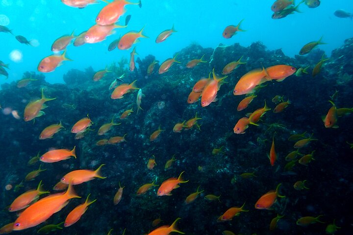 Genießen Sie das Tauchen auf der Izu-Halbinsel für das Zertifikat Diver