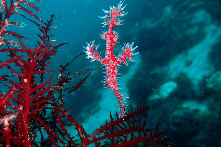 Genießen Sie das Tauchen auf der Izu-Halbinsel für das Zertifikat Diver