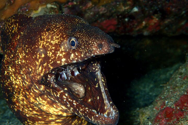 Genießen Sie das Tauchen auf der Izu-Halbinsel für das Zertifikat Diver