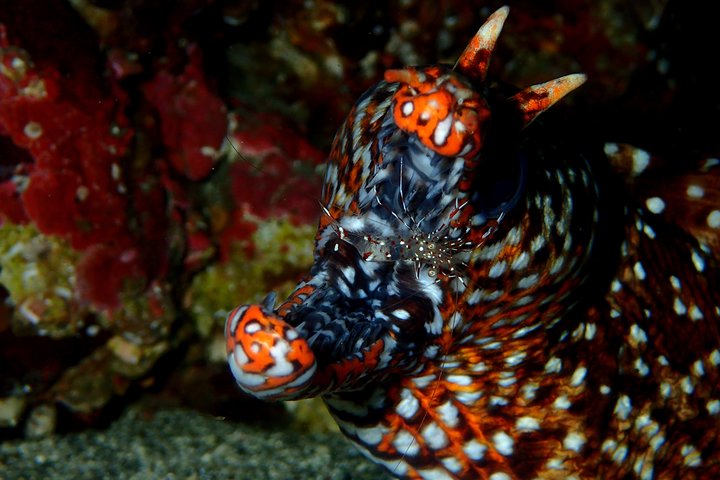 Genießen Sie das Tauchen auf der Izu-Halbinsel für das Zertifikat Diver