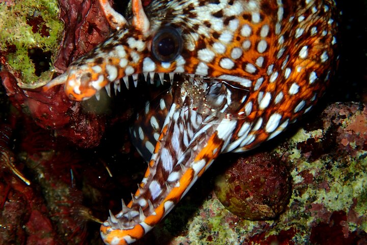 Genießen Sie das Tauchen auf der Izu-Halbinsel für das Zertifikat Diver