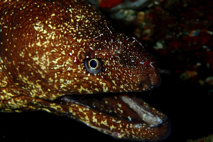 Genießen Sie das Tauchen auf der Izu-Halbinsel für das Zertifikat Diver