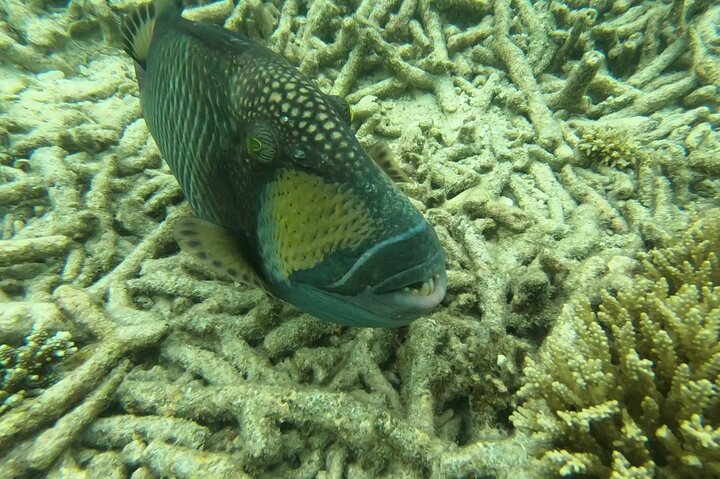 Snorkeltur til Koh Nangyuan og Koh Tao-buktene ved Oxygen