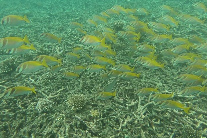 Snorkeltur til Koh Nangyuan og Koh Tao-buktene ved Oxygen
