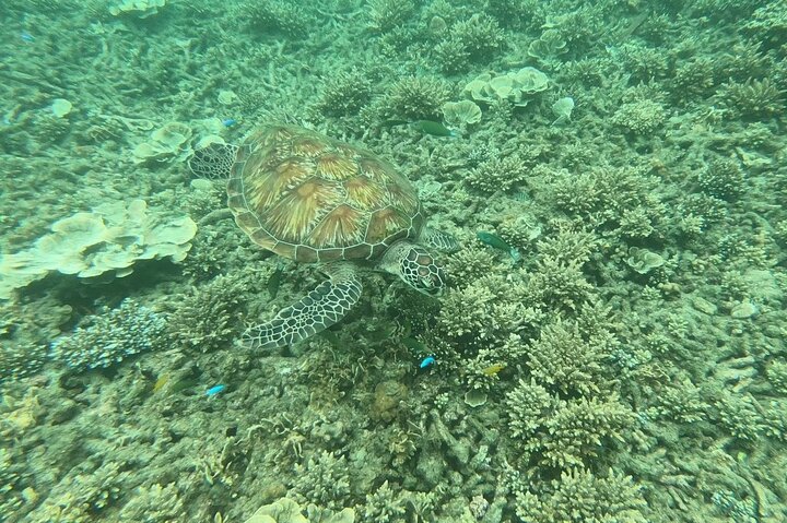 Snorkeltur til Koh Nangyuan og Koh Tao-buktene ved Oxygen
