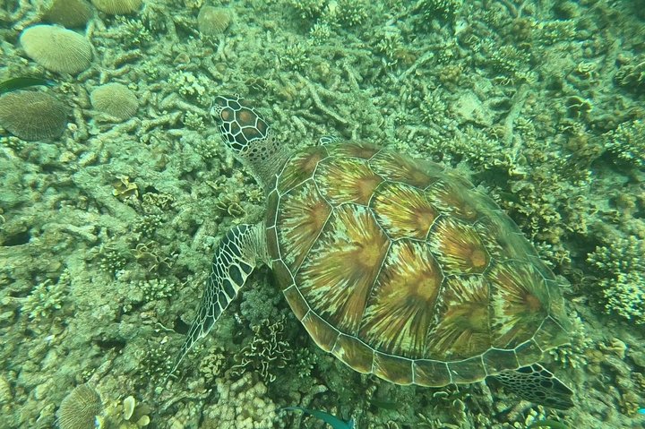 Snorkeltur til Koh Nangyuan og Koh Tao-buktene ved Oxygen