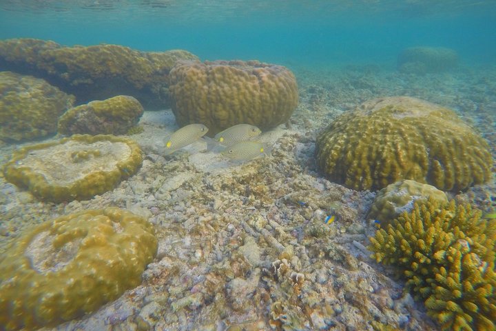 Snorkeltur til Koh Nangyuan og Koh Tao-buktene ved Oxygen