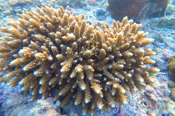 Snorkeltur til Koh Nangyuan og Koh Tao-buktene ved Oxygen