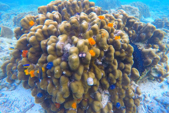 Snorkeltur til Koh Nangyuan og Koh Tao-buktene ved Oxygen