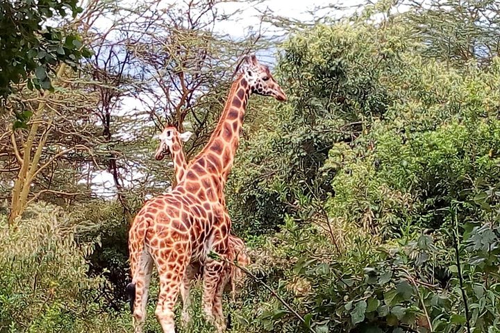 Tour di un giorno al parco nazionale di Samburu Nyeri