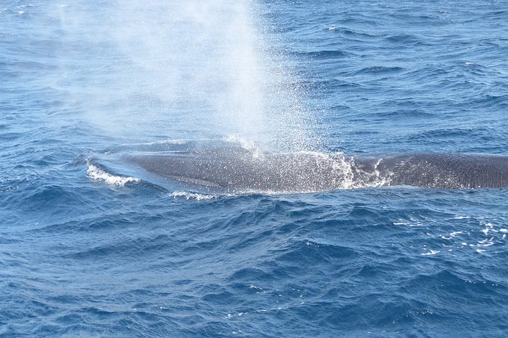 エコを尊重するリーダーたち クジラやイルカとの遭遇は追いかけない