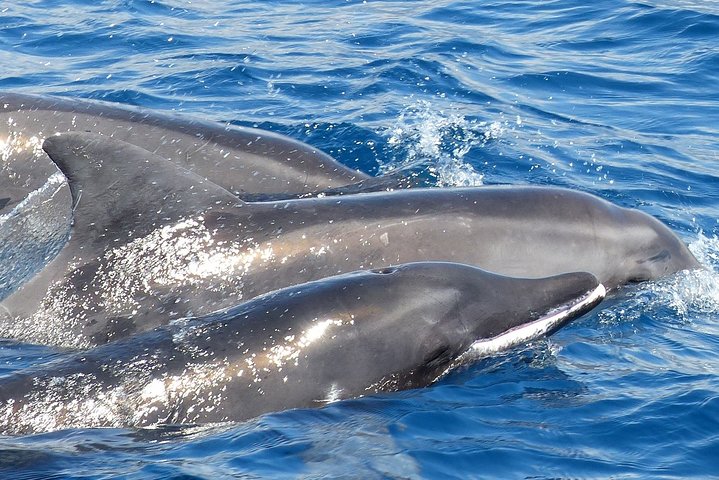 エコを尊重するリーダーたち クジラやイルカとの遭遇は追いかけない