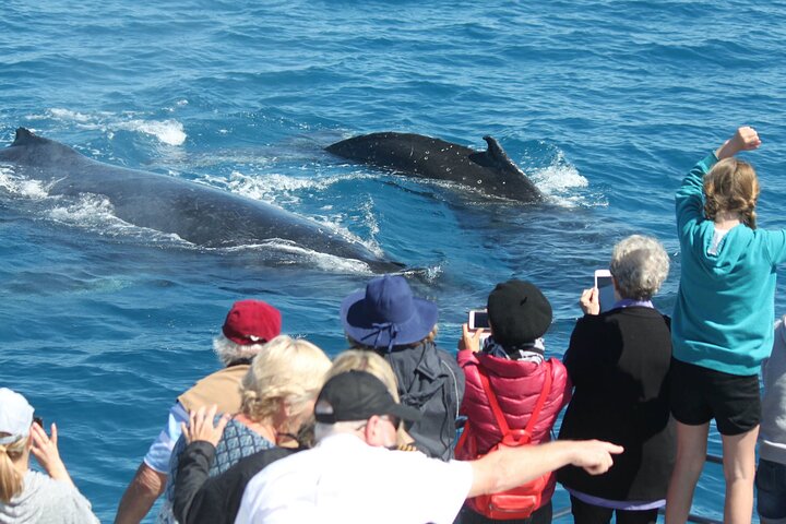 Båtklubbens valskådning i världsklass från Hervey Bay