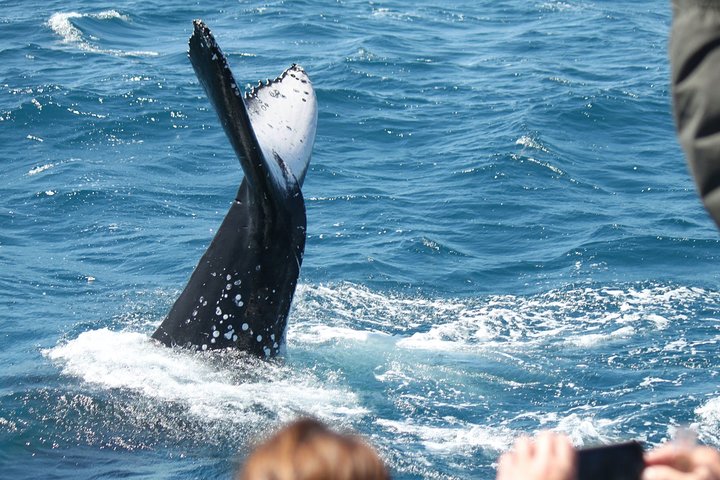 Båtklubbens valskådning i världsklass från Hervey Bay
