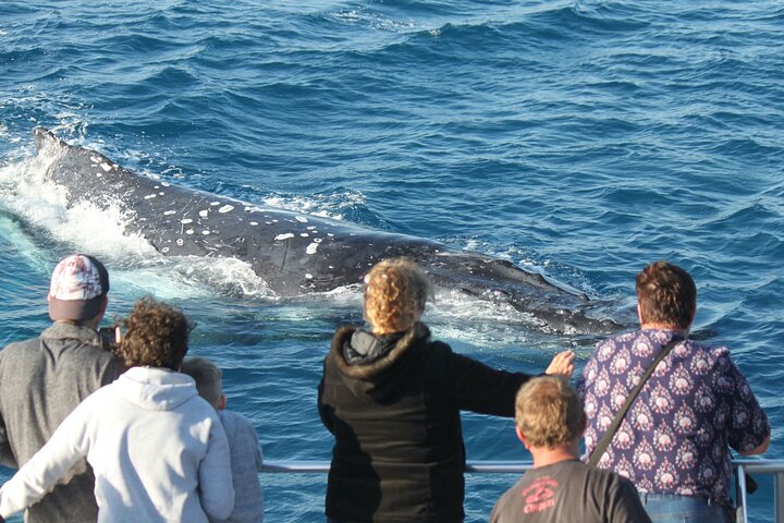 Båtklubbens valskådning i världsklass från Hervey Bay