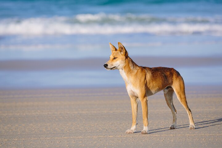 K'gari (Fraser Island) 4WD Adventure - fra Noosa