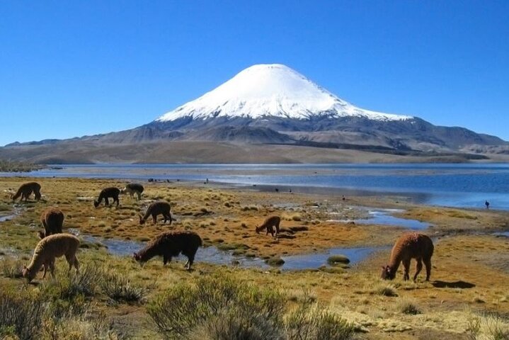Privat Lauca National Park & Chungara Lake fra Arica