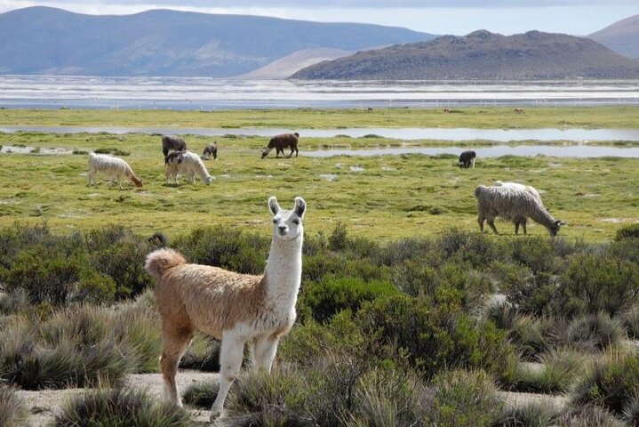 Privat Lauca National Park & Chungara Lake fra Arica