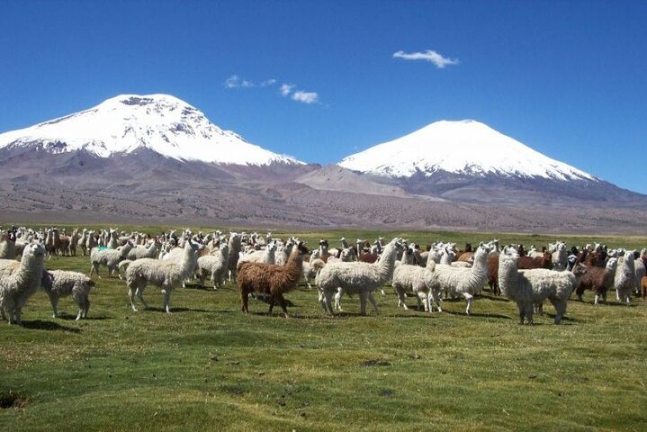 Privat Lauca National Park & Chungara Lake fra Arica