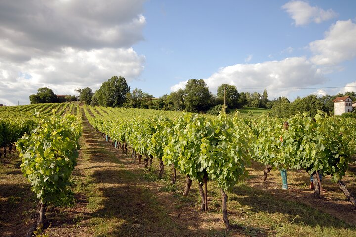 Albi, Cordes og Gaillac dagstur fra Toulouse