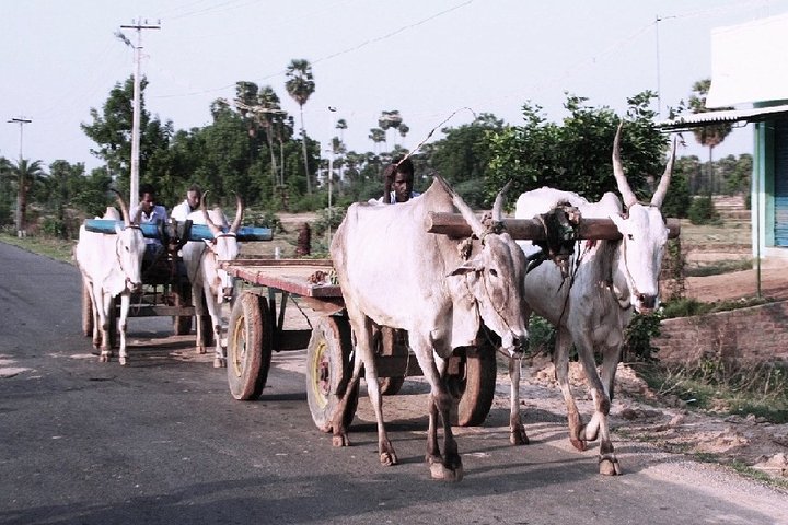 Besøk til en økologisk gård i Cumbum Valley med Bullock Cart ride